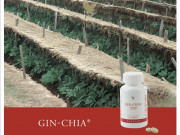 Джин - чиа Джин - чиа