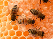 ПЧЕЛЕН ПРОПОЛИС ПЧЕЛЕН ПРОПОЛИС