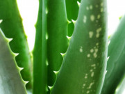 ЛЕЧЕБНАТА СИЛА НА АЛОЕ ВЕРА - резюме на теорията за капилярите ЛЕЧЕБНАТА СИЛА НА АЛОЕ ВЕРА - резюме на теорията за капилярите