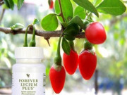 ФОРЕВЪР ЛИЦИУМ ПЛЮС ФОРЕВЪР ЛИЦИУМ ПЛЮС