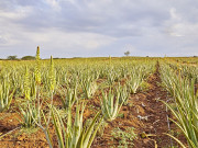 Свежо от собствените ни плантации Свежо от собствените ни плантации