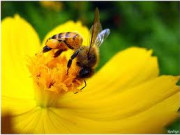 ЗДРАВИ ЛЮБИМЦИ ЗДРАВИ ЛЮБИМЦИ