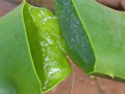 Защо организмът ни се нуждае от Алое Вера? Защо организмът ни се нуждае от Алое Вера?