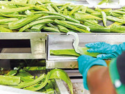 Свежо от собствените ни плантации Свежо от собствените ни плантации