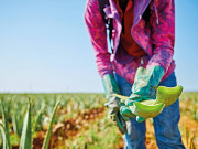 Свежо от собствените ни плантации Свежо от собствените ни плантации