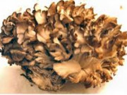 Форевър имубленд Форевър имубленд