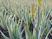 Защо организмът ни се нуждае от Алое Вера? Защо организмът ни се нуждае от Алое Вера?