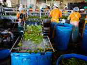 Отглеждаме добро Отглеждаме добро