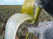 Защо организмът ни се нуждае от Алое Вера? Защо организмът ни се нуждае от Алое Вера?