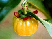 Гарциния плюс ви помага да устоите на летните изкушения Гарциния плюс ви помага да устоите на летните изкушения