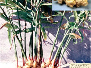 Forever Active HA : За здрави и подвижни стави Forever Active HA : За здрави и подвижни стави